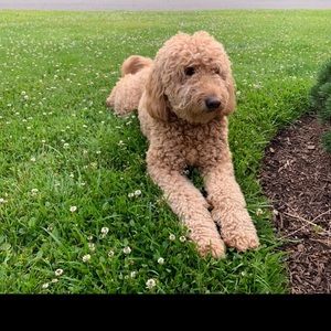 Meet your Posher, Michal